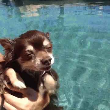 Perro chihuahua intentando nadar mientra su dueña lo sujeta