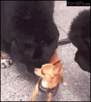GIF Perro chihuahua asustado mientras mira a otros perros 