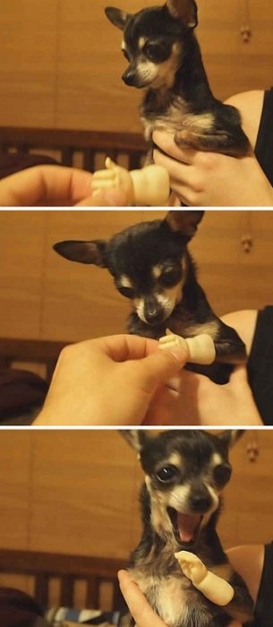 Perro chihuahua con una manita de plástico 