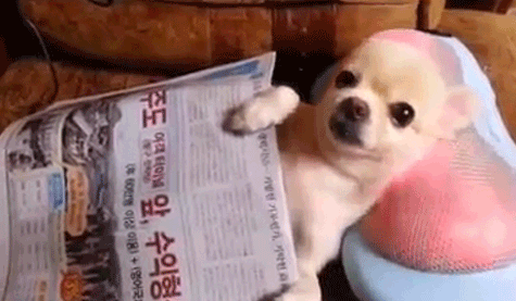 GIF perrito chihuahua recostado sobre una maquina de masajes 