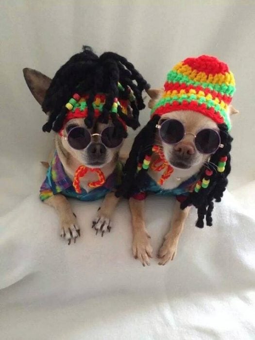 Perros chihuahuas disfrazados de jamaiquinos con rastas 