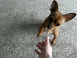 GIF perrito chihuahua dándole la mano a su dueño
