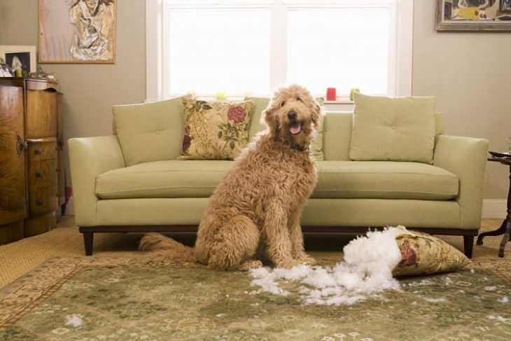 Perro mordiendo un sofá 