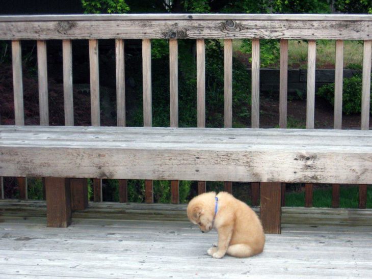Perro triste sentado a los pies de la banca de un parque 