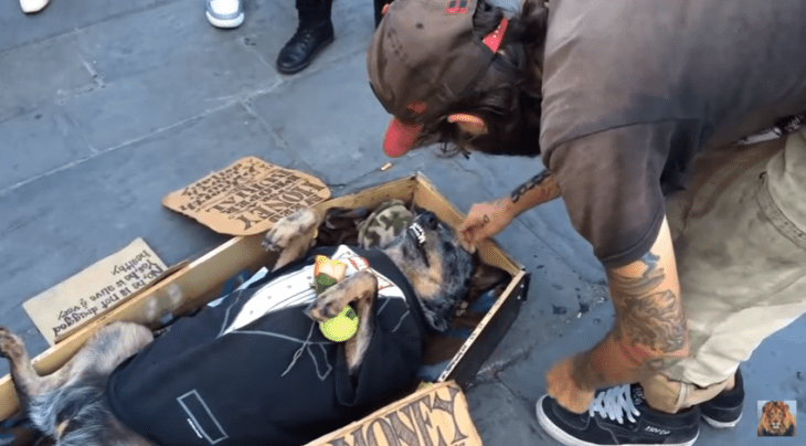 perro dormido en ataúd con camisa de smoking 