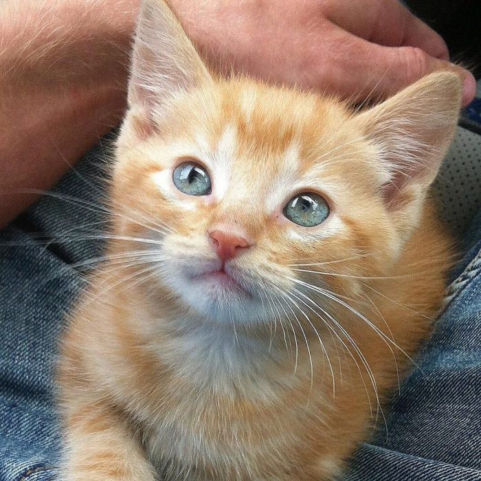 Gato anaranjado pequeño 