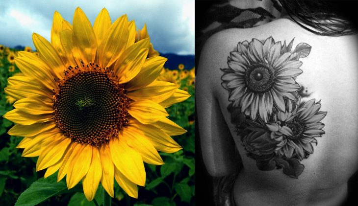 Girasol y tatuaje de girasol. 