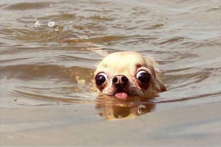 perrito chihuahua en el agua