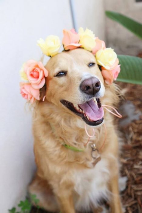 perro labrador con corona de flores en la cabeza 