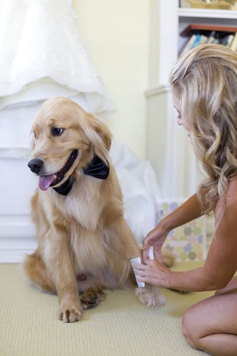 perro labrador con moño y novia en boda 