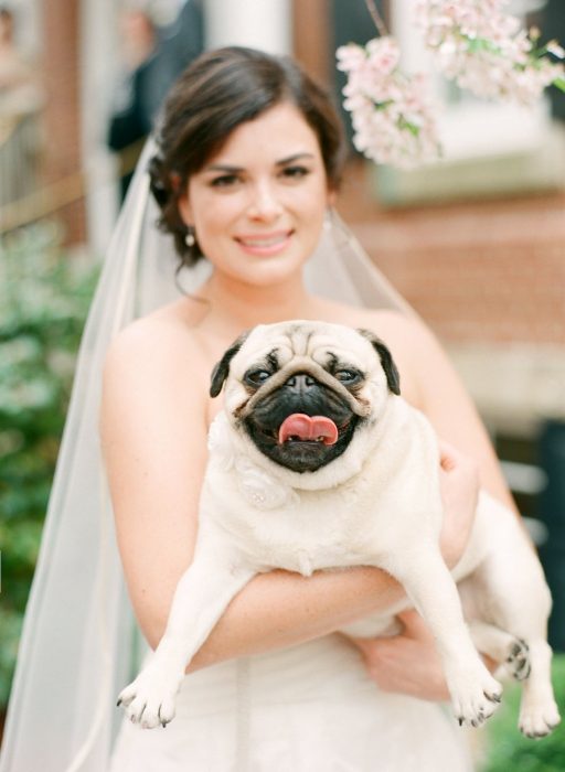 novia en vestido blanco cargando a perro pug 