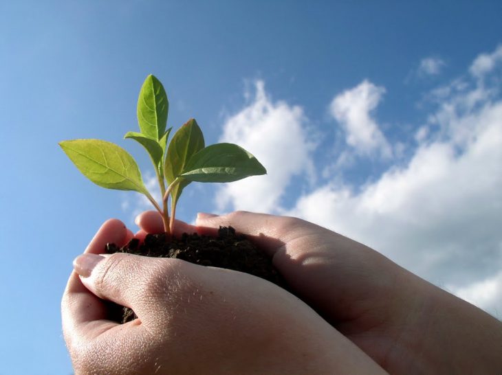 Manos sosteniendo una planta. 