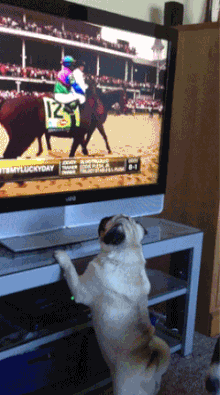 perro pug en dos patas viendo television siguiendo caballos gif 