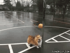 dos perros jugando con poste y pelota gif 