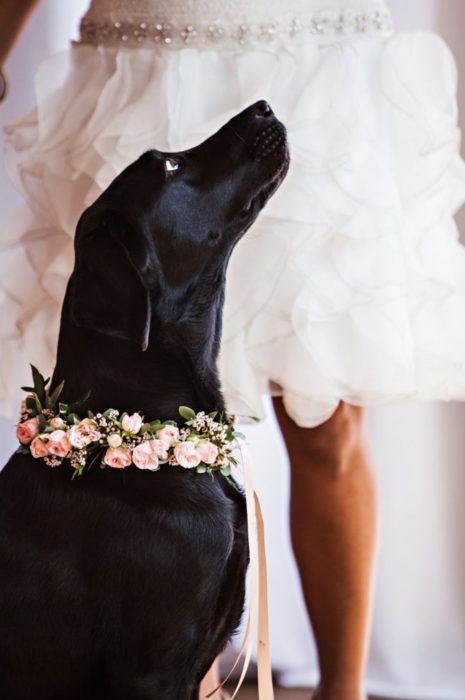 perro negro viendo hacia arriba con collar de flores 