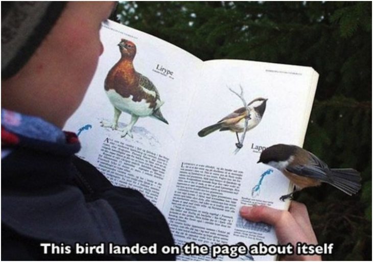 chico con libro de aves y un pajaro en la mano 