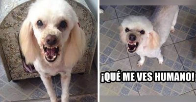 ‘Luki’, la perrita más tierna y adorable de Facebook está en adopción