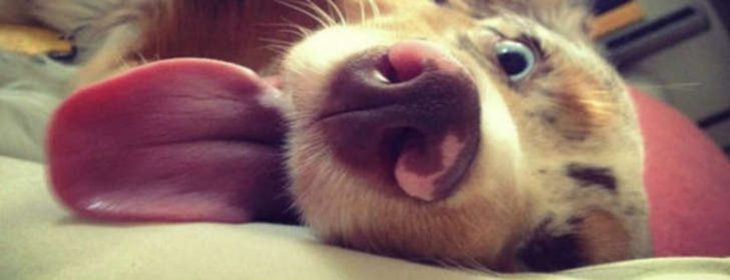 perro feliz acostado con ojos azules sacando la lengua