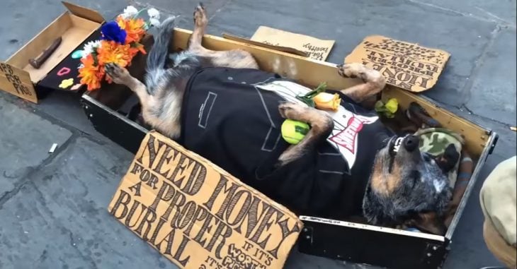Este perrito es el mejor artista callejero: ¡Se hace el muerto para ganar dinero para él y su dueño!