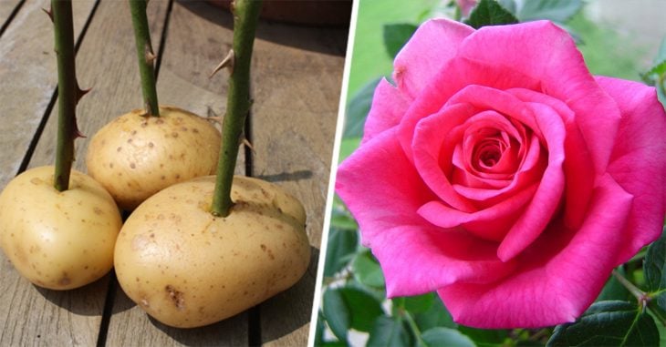 Con estos dos sencillos métodos puedes plantar rosas sin semillas