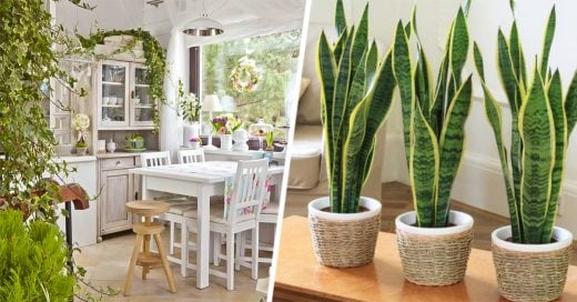 plantas que mantendrán limpio el ambiente de tu casa y oficina