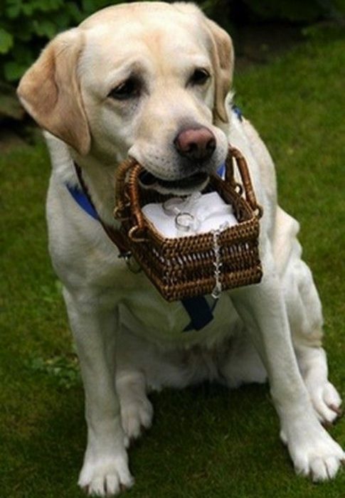 perro con canasta y anillo de bodas 