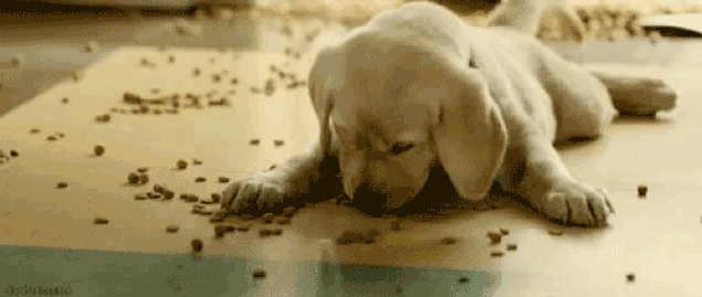 perro comiendo croquetas en el piso gif