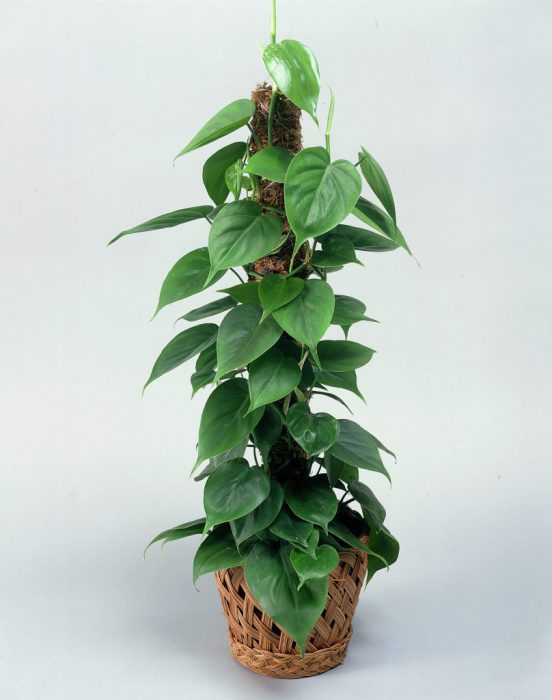 Philodendron scandens