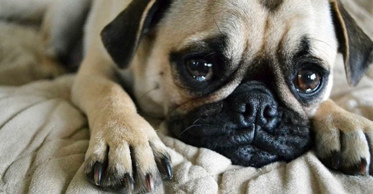 Estos son 10 tips que ayudarán a tu perro cuando salgas de casa