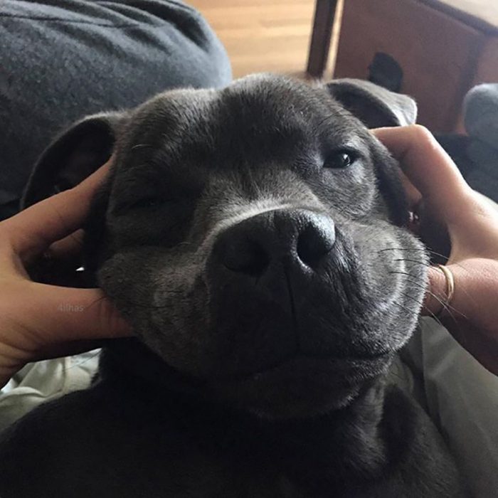 perro negro sonriendo con manos de mujer 