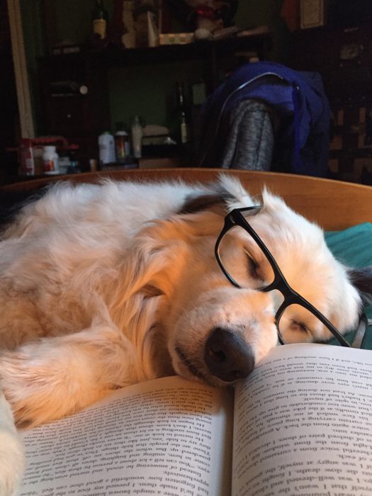 perro con lentes acostado al lado de un libro 