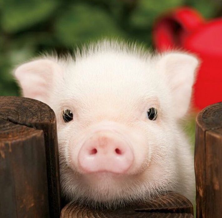 mini cerdito rosa