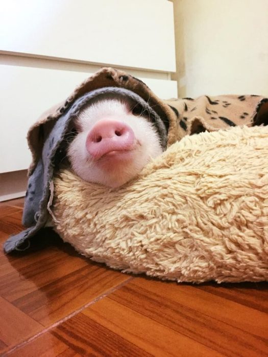 mini cerdito cubierto con una cobija