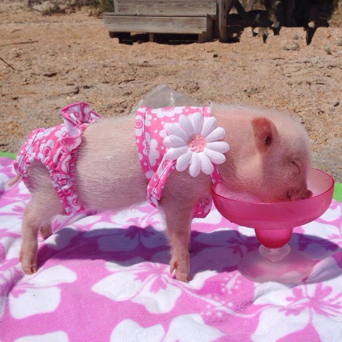 mini cerdito vestido de rosa bebiendo agua