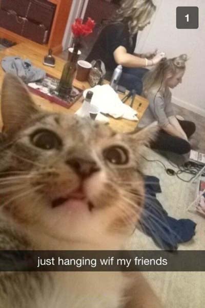 snap gato selfie