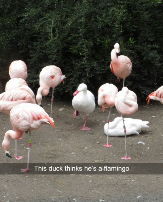 snap pato entre flamingos