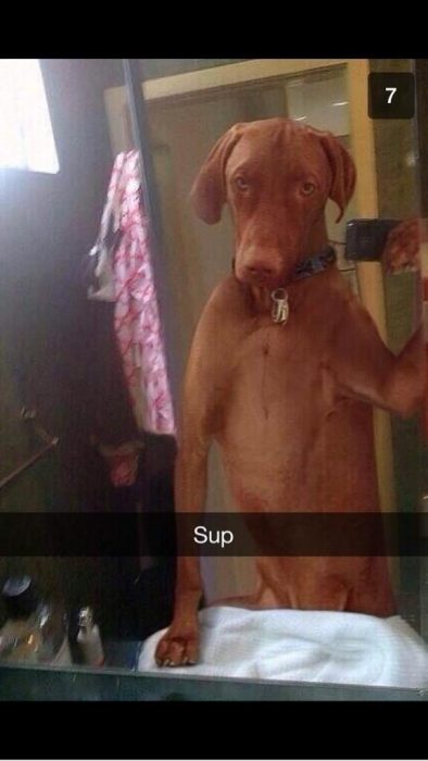 snap perro tomándose selfie