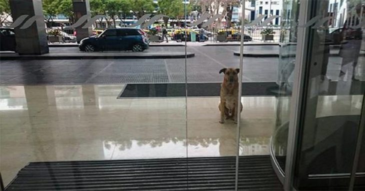 pero callejero Rubio frente a un hotel