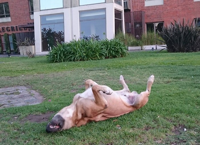 perro callejero Rubio en su hogar