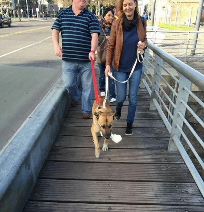perro callejero con chica caminando por un puente
