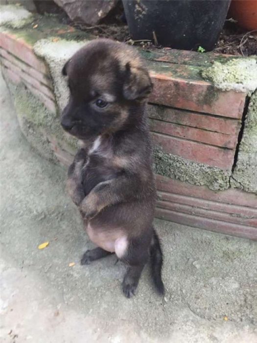 perrito parado sobre dos patas