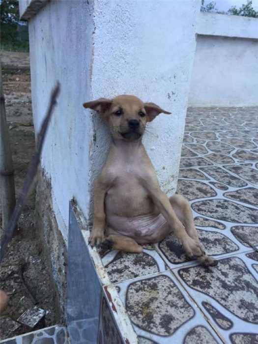 cachorrito sentado