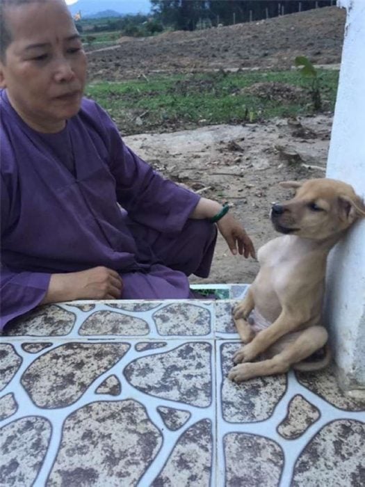 cachorro rescatado por monja budista