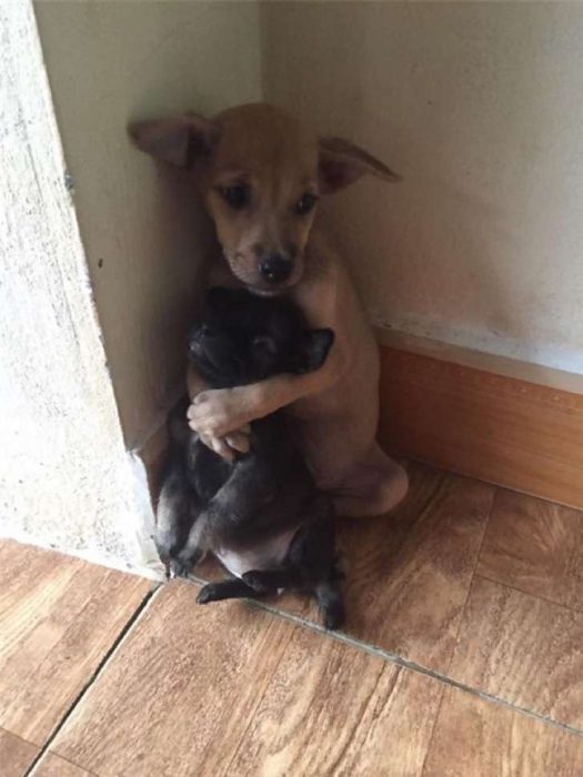 perritos rescatados en Vietnam