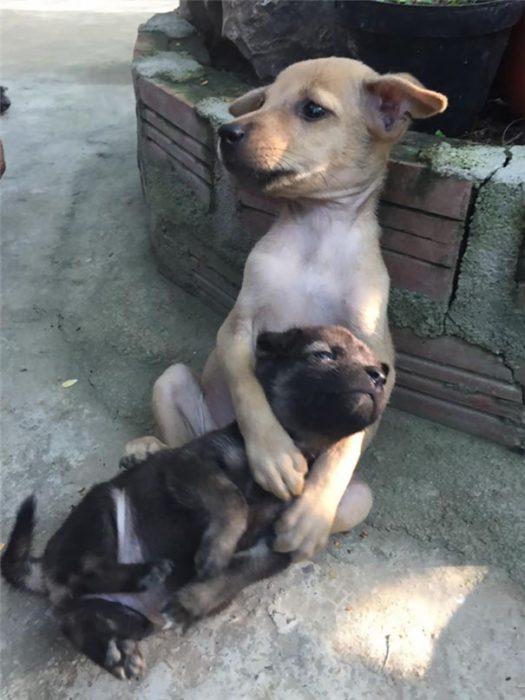 cachorros abrazados