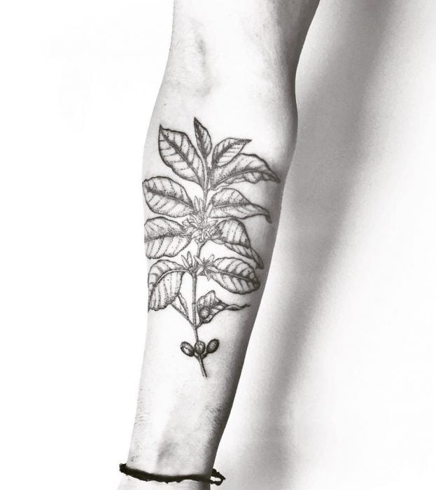 Tatuaje planta de café 