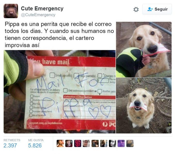 captura de pantalla de twitter perro con carta 