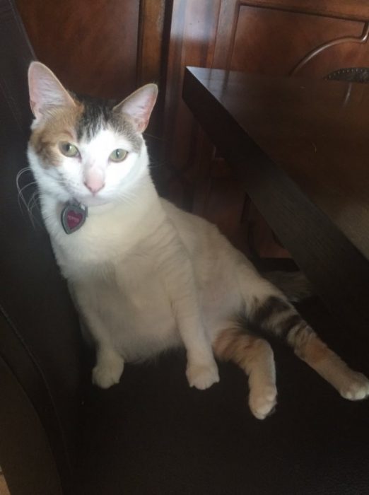 gato blanco sentado en sillon 