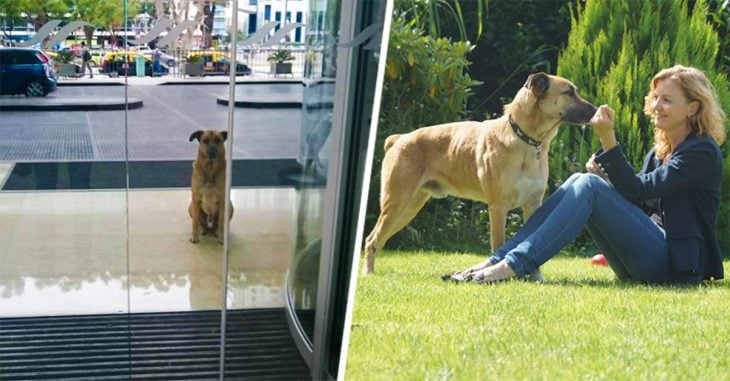 Aeromoza adopta a un perro que la esperó seis meses afuera de su hotel