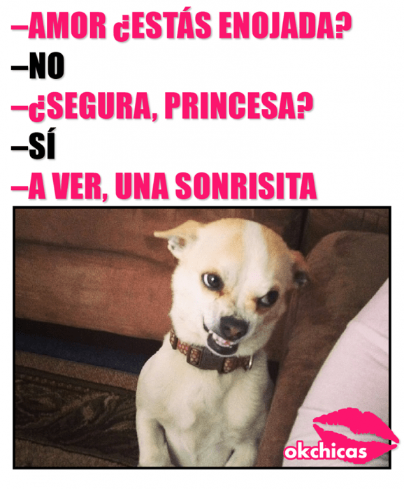 Meme de perrito chihuahua enojado. 